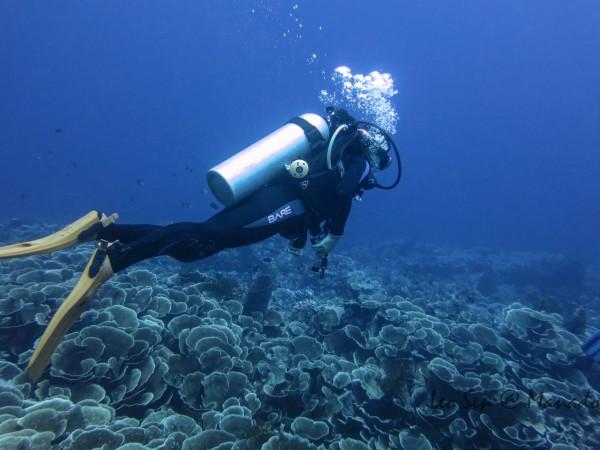 栀子落星海